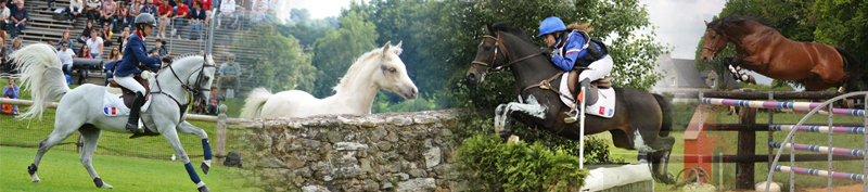 Haras de Florys - Bandeau de haut de page